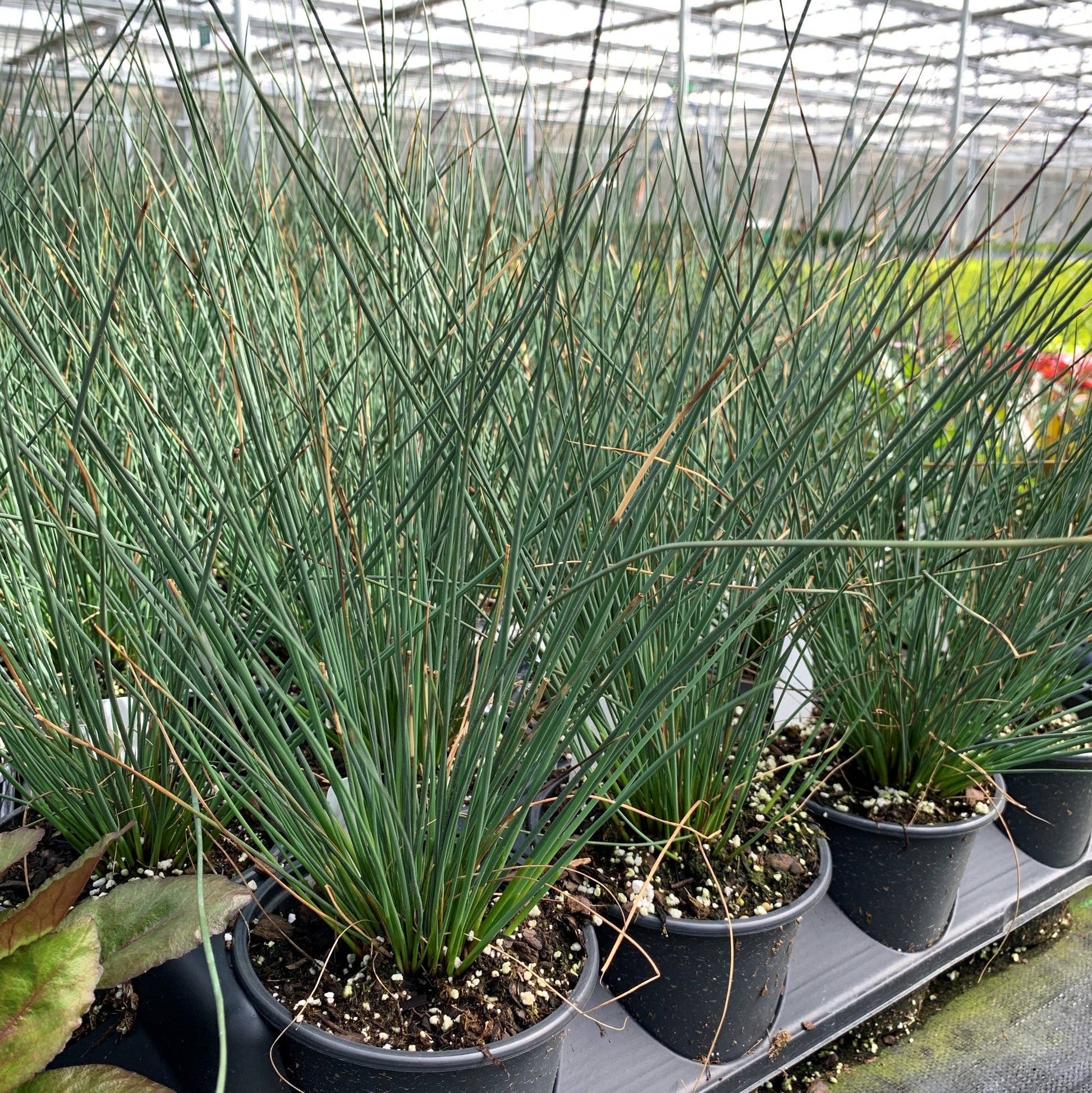 Flats of Blue Arrows Rush with tubular blue foliage in a greenhouse. 