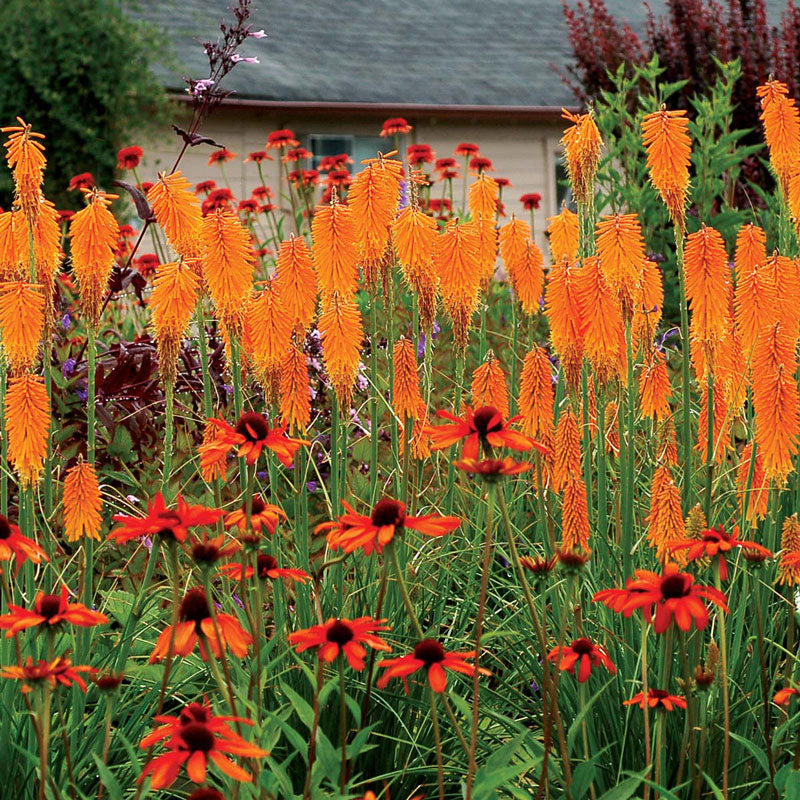 Vibrant orange Mango Popsicle Red Hot Poker flower spikes above grass-like foliage. 