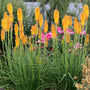 Mango Popsicle Red Hot Poker with spikes of mango-orange tubular blooms on top of long green stems. 