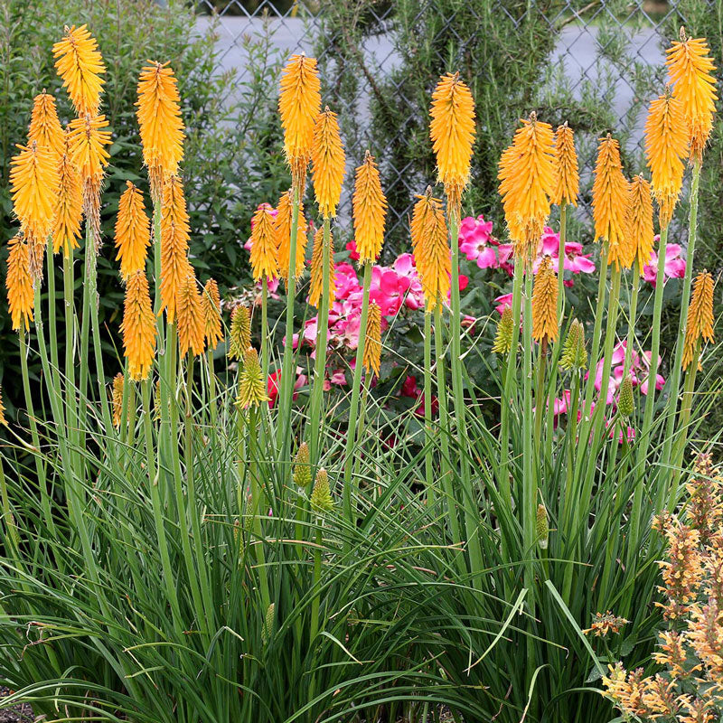 Mango Popsicle Red Hot Poker with spikes of mango-orange tubular blooms on top of long green stems. 
