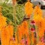 Hummingbird feeding on an orange bloom of Mango Popsicle Red Hot Poker. 