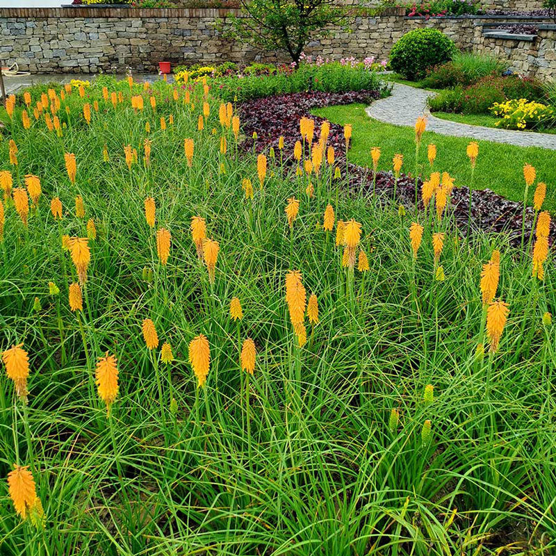 A garden full of Mango Popsicle Red Hot Poker with orange flower spikes. 