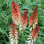 Orange Vanilla Popsicle Red Hot Poker with orange and creamy white flower spikes. 