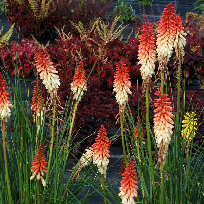 Orange Vanilla Popsicle' Red Hot Poker | Perennials – Great Garden
