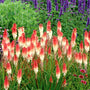 Orange Vanilla Popsicle Red Hot Poker with orange and creamy white flowers towering above grass-like foliage. 