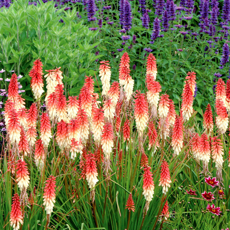 Orange Vanilla Popsicle Red Hot Poker with orange and creamy white flowers towering above grass-like foliage. 