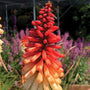 Close-up of an orange and creamy white Orange Vanilla Popsicle Red Hot Poker flower spike. 