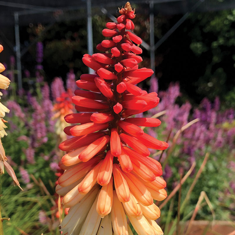 Close-up of an orange and creamy white Orange Vanilla Popsicle Red Hot Poker flower spike. 