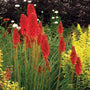 Redhot Popsicle Red Hot Poker with bright red flower spokes in a garden. 