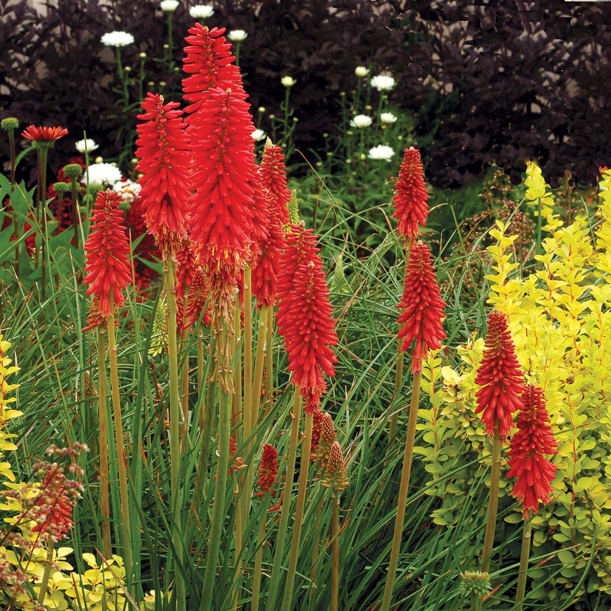 Redhot Popsicle Red Hot Poker with bright red flower spokes in a garden. 