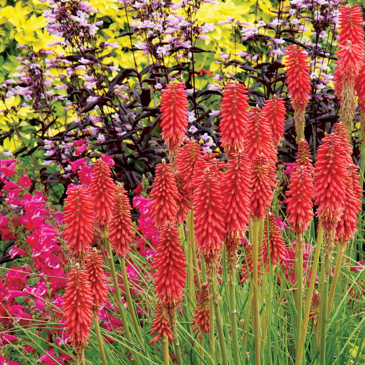 Redhot Popsicle Red Hot Poker with bright red flowers in a garden. 