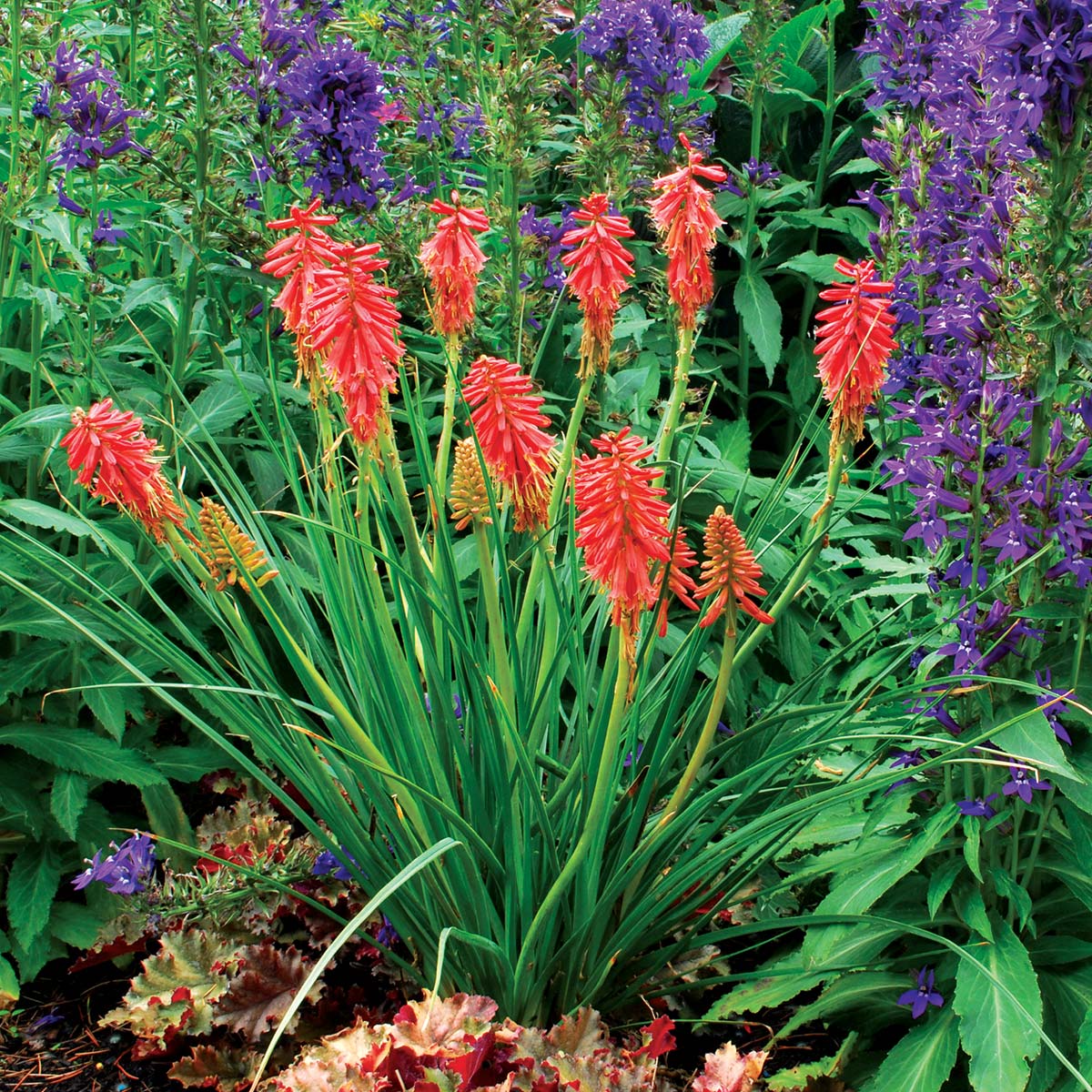 [激レア]　フラワーホーン　レッドマンキー 　３０ｃｍ± Pyromania® 'Hot and Cold' Red Hot Poker | Proven Winners – Great