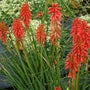 Redhot Popsicle Red Hot Poker with bright red flowers and grass-like foliage in a trial field. 