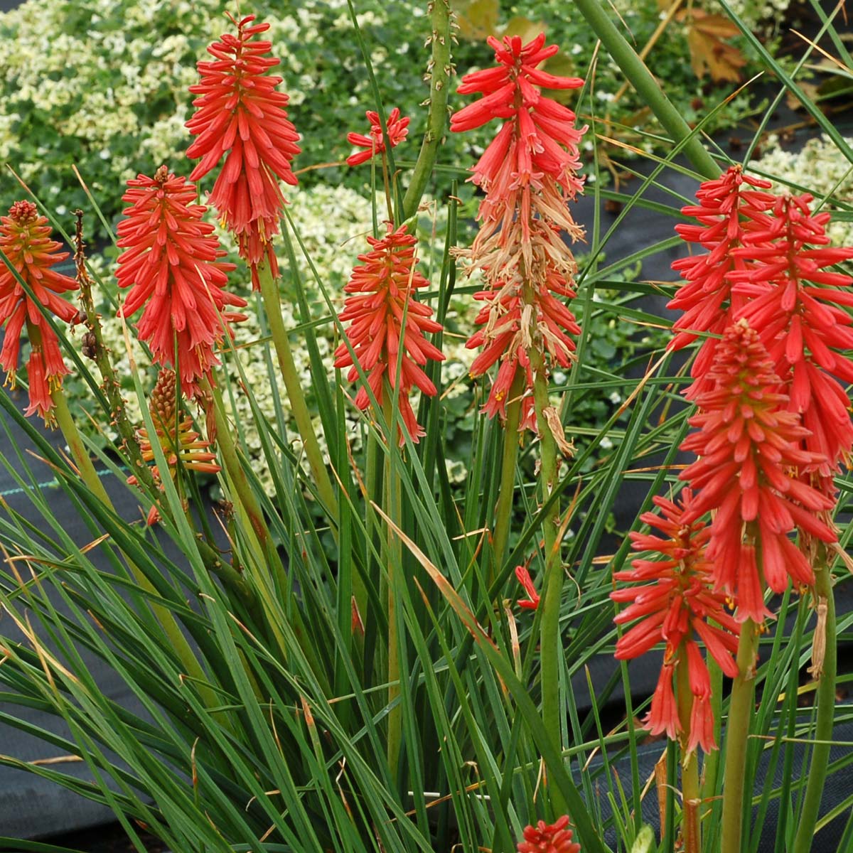 Redhot Popsicle Red Hot Poker with bright red flowers and grass-like foliage in a trial field. 