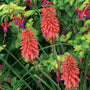 Close-up of the bright red Redhot Popsicle Red Hot Poker flower spikes. 