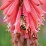 Close-up of a bee on a bright red Redhot Popsicle Red Hot Poker flower spike. 