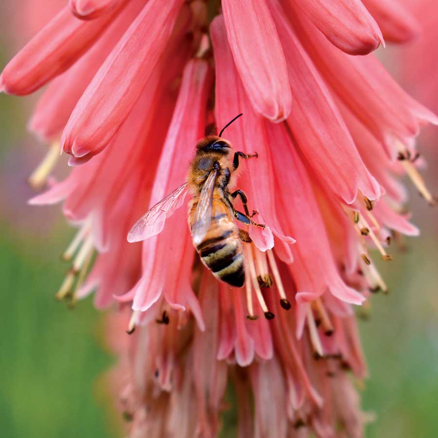 Close-up of a bee on a bright red Redhot Popsicle Red Hot Poker flower spike. 