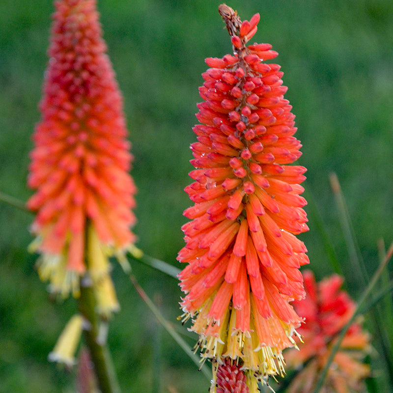 Les fleurs de Pyromania 'Backdraft' Red Hot Poker débutent par une couleur orange-rouge éclatante avant de s'ouvrir sur un jaune clair.