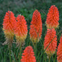 La variété Pyromania 'Backdraft' Red Hot Poker possède des fleurs orange, rouges et jaunes qui semblent en feu !