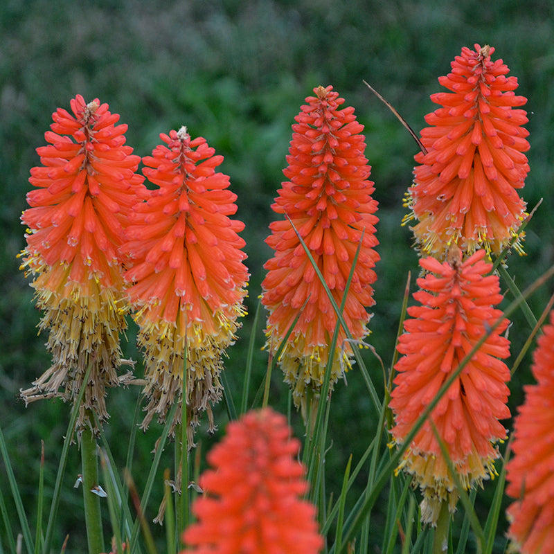 La variété Pyromania 'Backdraft' Red Hot Poker possède des fleurs orange, rouges et jaunes qui semblent en feu !