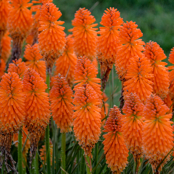 Kniphofia_Orange_Blaze_1_P_gra