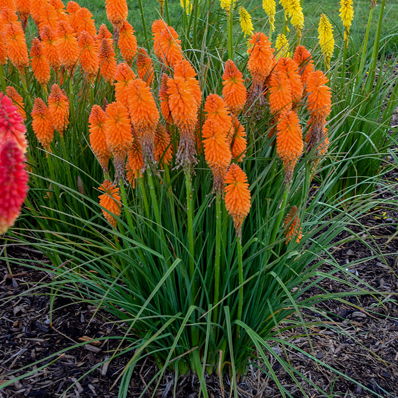 Pyromania™ 'Orange Blaze' Red Hot Poker | Perennials – Great