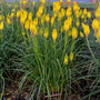 'Solar Flare' Red Hot Poker makes an excellent cut flower.
