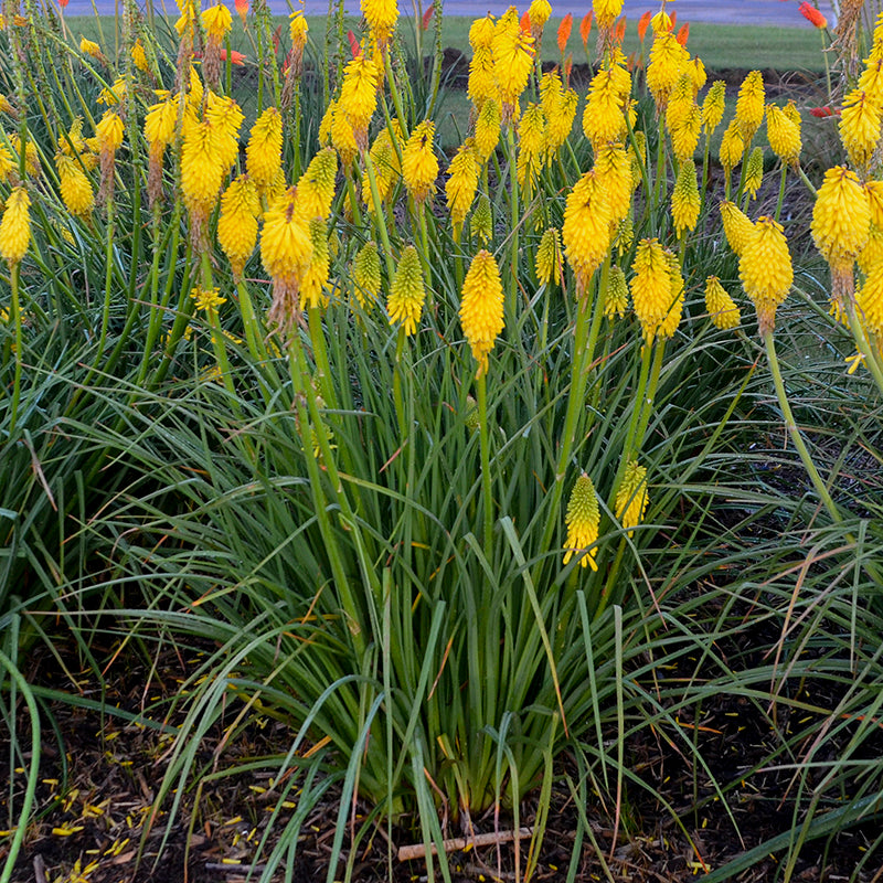 'Solar Flare' Red Hot Poker makes an excellent cut flower.