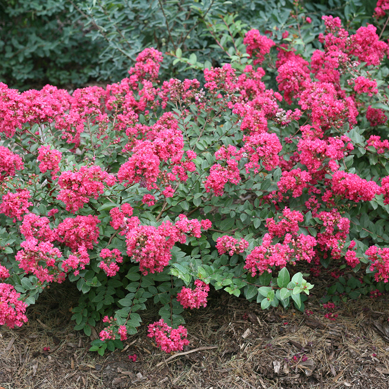 Infinitini Magenta Crapemyrtle with deep pink blooms in a garden. 