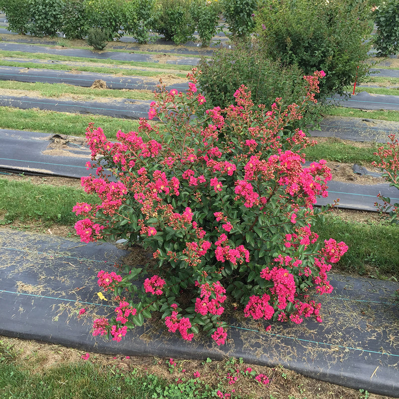 Infinitini Magenta Crapemyrtle in a trial field. 
