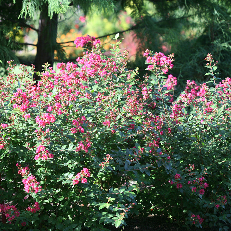 Infinitini Magenta Crapemyrtle dotted with vibrant deep pink blooms. 