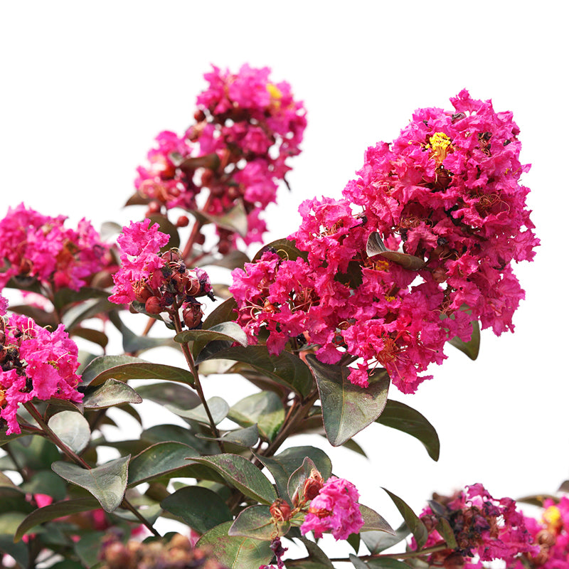 Lagerstroemia Rikki Tikki Pink offre une floraison estivale d'un rose vif et un feuillage multicolore intéressant.