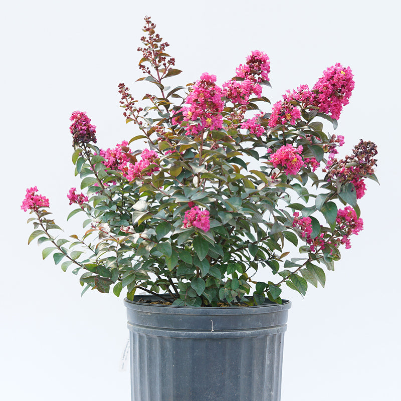 Rikki Tikki Pink Crapemyrtle en pot d'un gallon