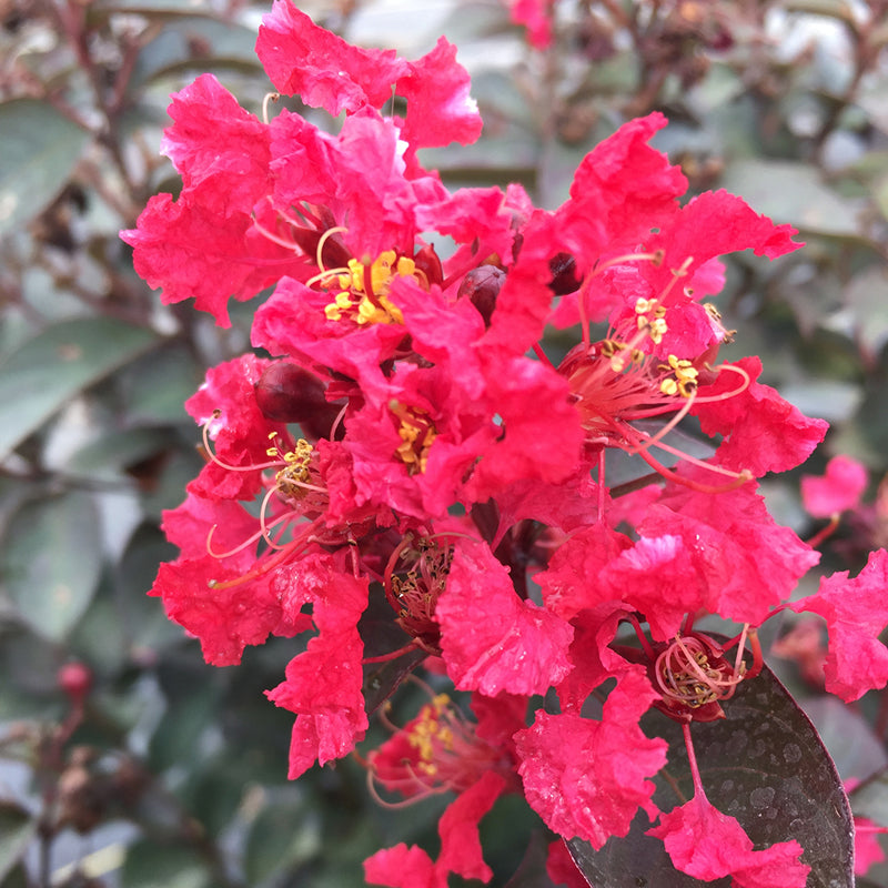 Rikki Tikki Rouge Crapemyrtle has cherry red blooms and multicolor foliage