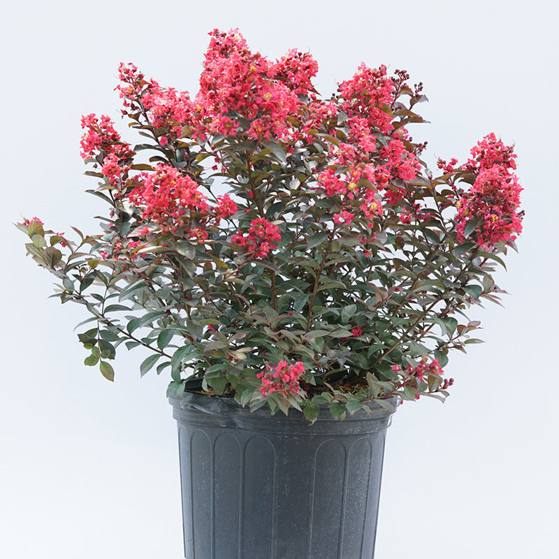 Rikki Tikki Rouge Crapemyrtle in one gallon container