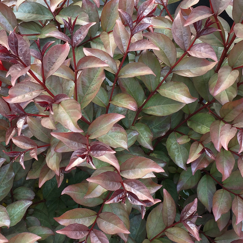 Lagerstroemea Rikki Tikki Rouge foliage is a combination of green, red, and chocolate