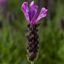 Gros plan sur la fleur unique de lavande espagnole Javelin Forte Deep Purple. 