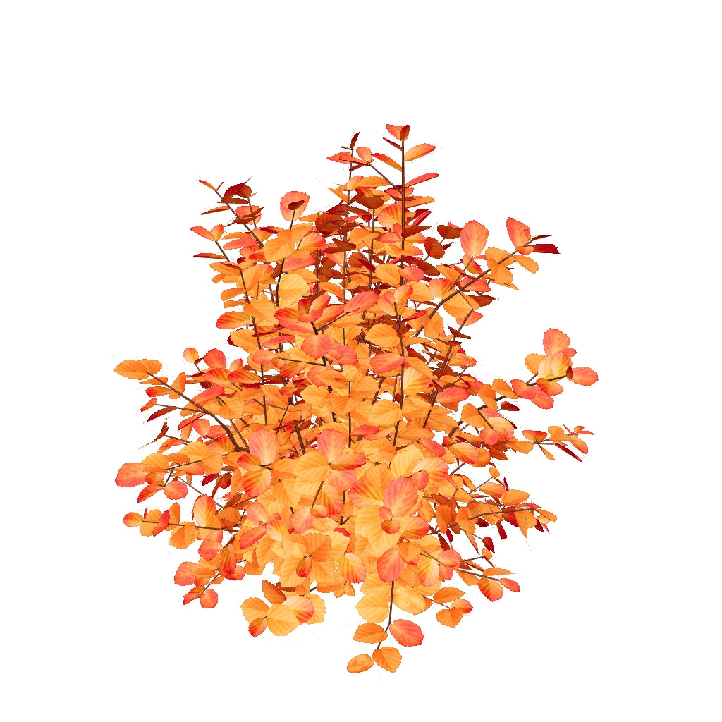 Legend Of The Fall Bottlebrush (Fothergilla)