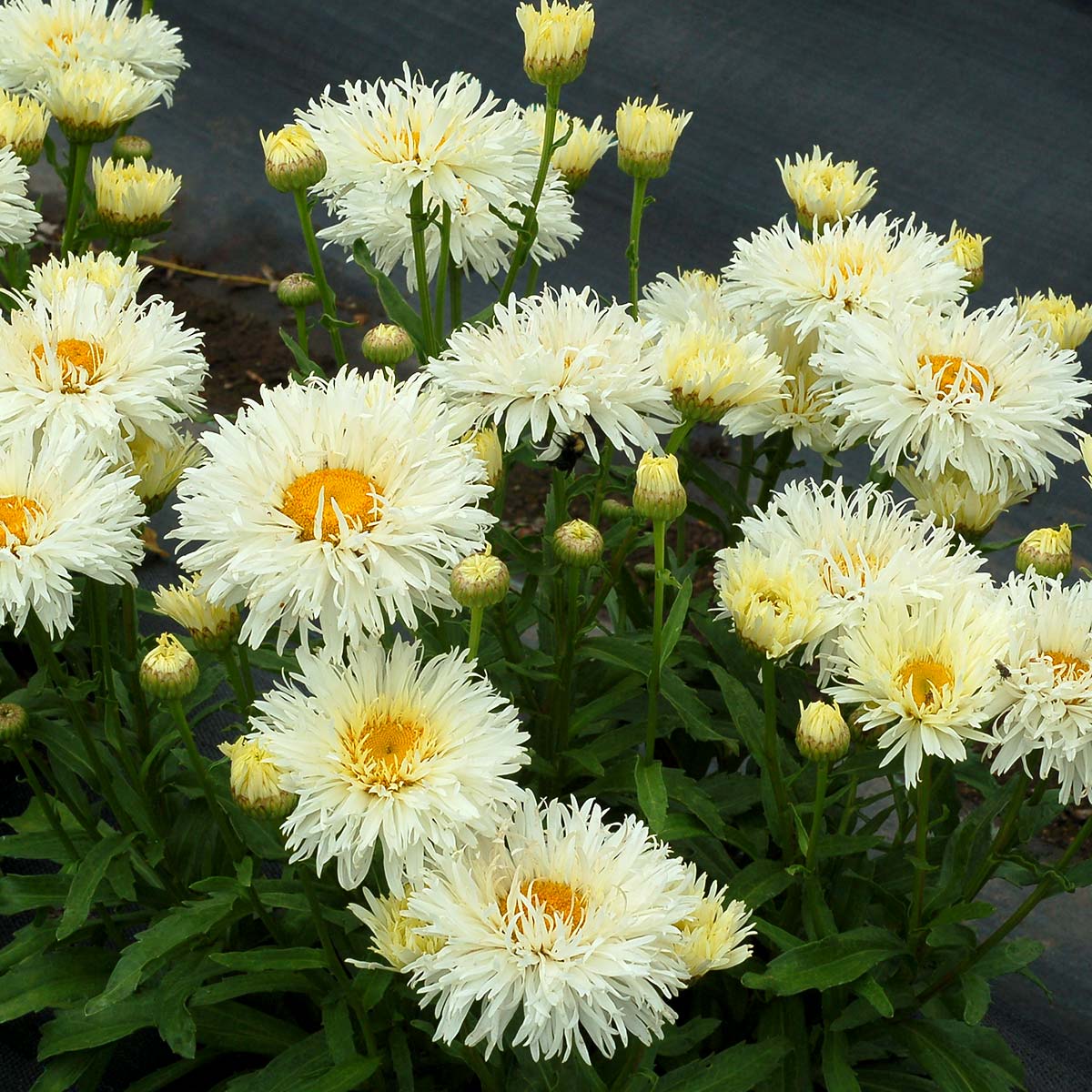 Gros plan sur les fleurs blanches de la marguerite Shasta double coco dans une serre. 