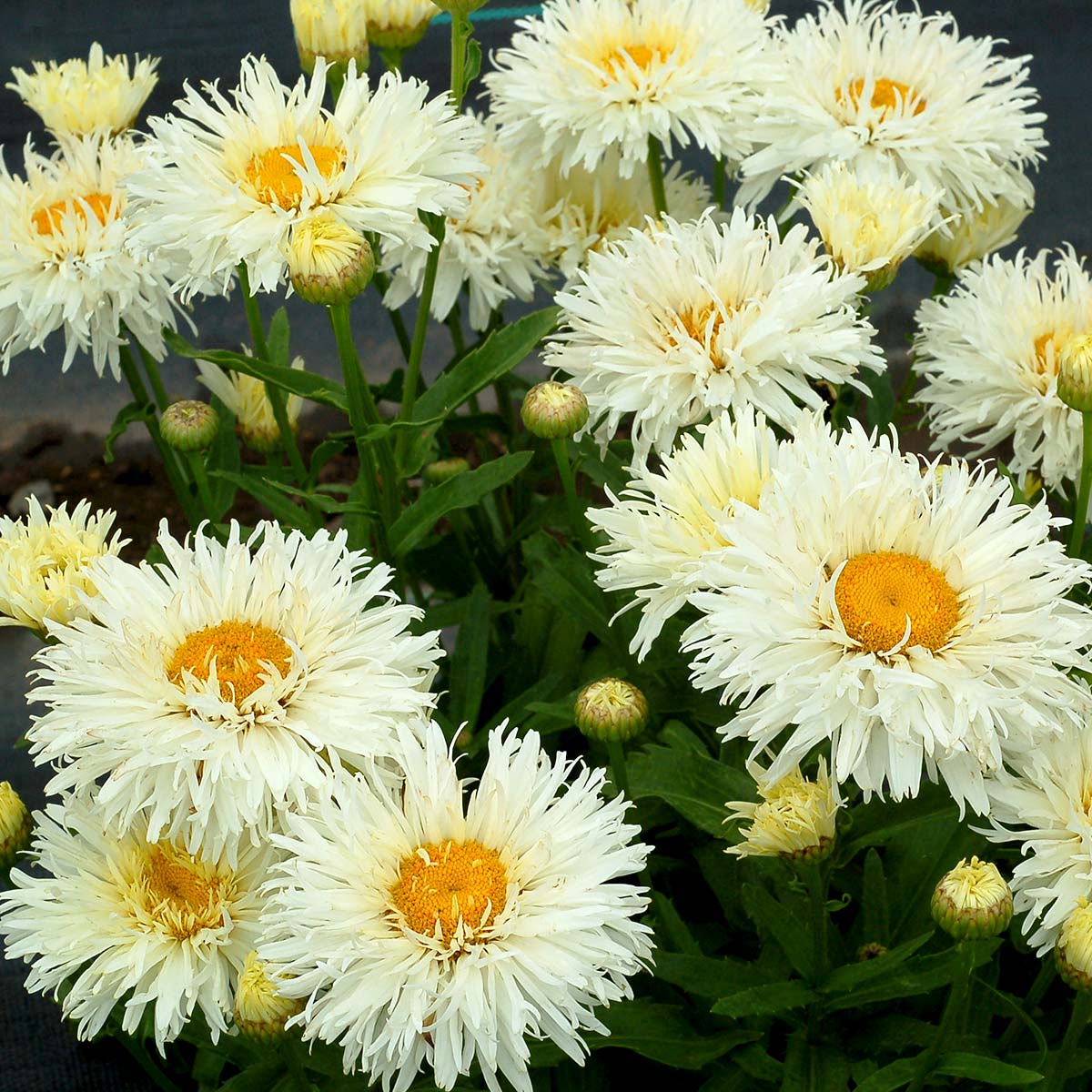 Gros plan sur les fleurs doubles blanches et les centres jaunes de la marguerite Shasta double Coconut. 