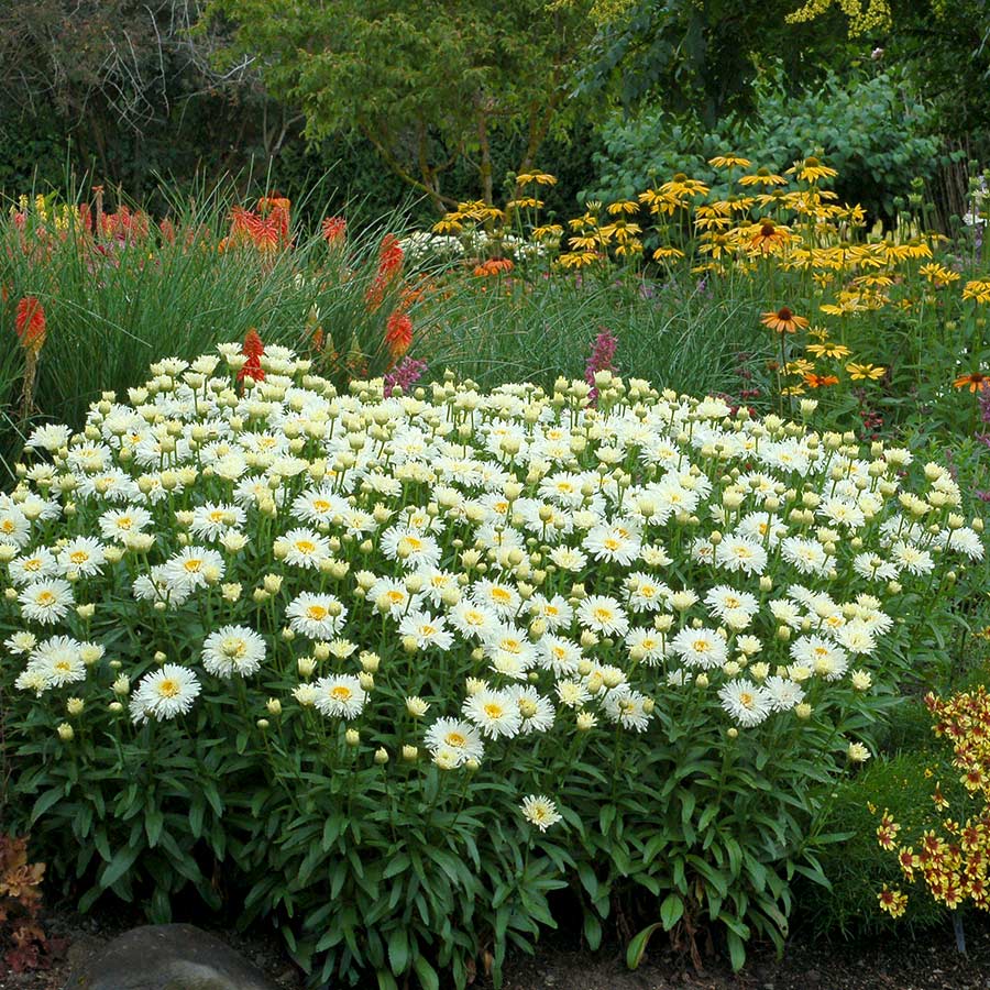 Marguerite Shasta Double Coconut à fleurs blanches doubles et cœur jaune.