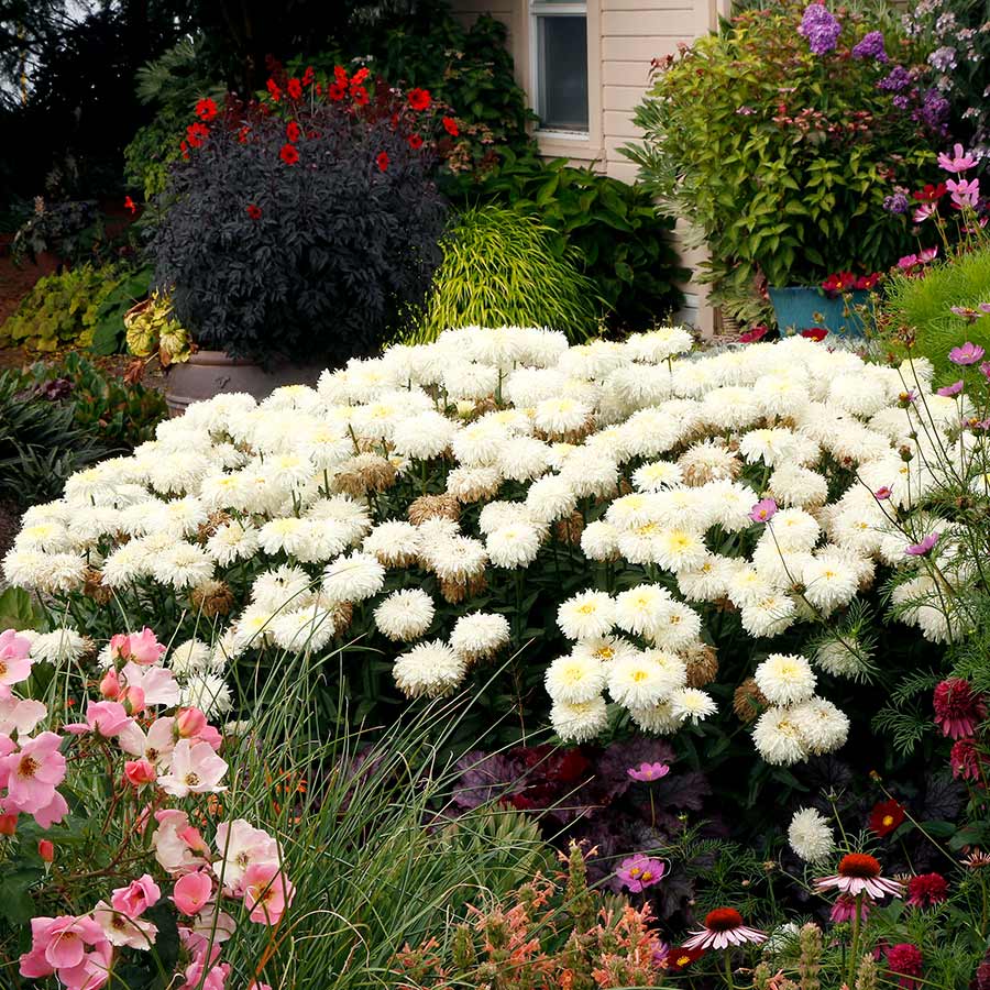 Marguerite Shasta Double Coconut dans un jardin entouré d'autres plantes. 