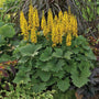 Ligularia «&nbsp;Bottle Rocket&nbsp;» avec des épis floraux jaunes et un feuillage vert dans un jardin.