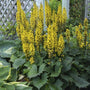 Ligularia «&nbsp;Bottle Rocket&nbsp;» à fleurs jaunes et au beau feuillage dentelé, dans un jardin. 