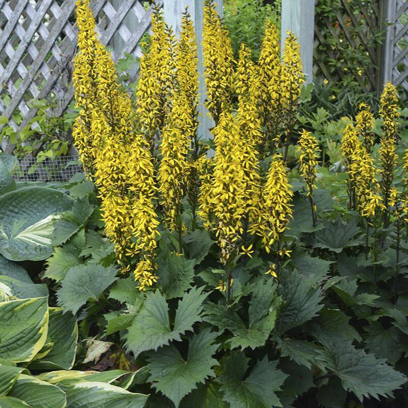 Ligularia «&nbsp;Bottle Rocket&nbsp;» à fleurs jaunes et au beau feuillage dentelé, dans un jardin. 