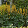 Ligularia «&nbsp;Bottle Rocket&nbsp;» à fleurs jaunes et feuillage vert dans un jardin. 