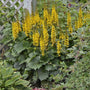 Ligularia «&nbsp;Bottle Rocket&nbsp;» à fleurs jaunes et feuillage vert, parmi d'autres plantes de jardin. 