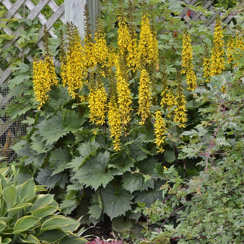Ligularia «&nbsp;Bottle Rocket&nbsp;» à fleurs jaunes et feuillage vert, parmi d'autres plantes de jardin. 