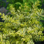 Good Vibrations Privet has vibrant bi-color foliage.