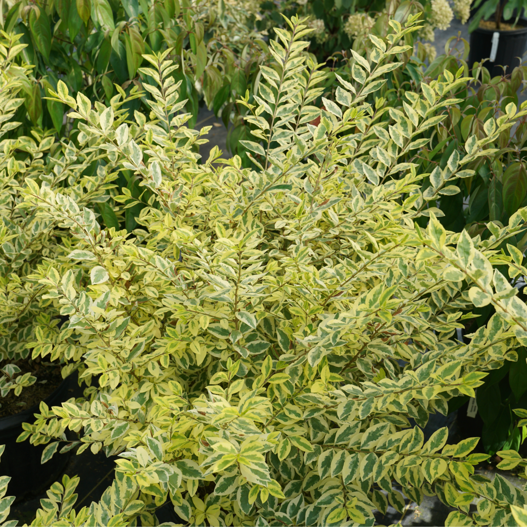 Good Vibrations Privet is heat and drought resistant.